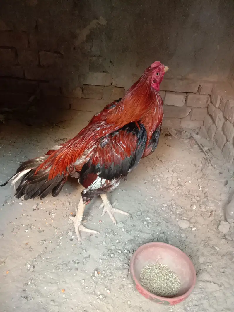 Aseel Mianwali Murga for sale — photo 2