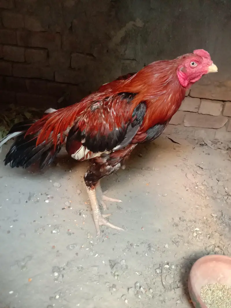 Aseel Mianwali Murga for sale — photo 3