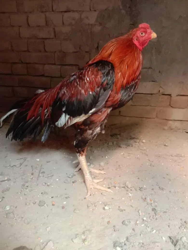 Aseel Mianwali Murga for sale — photo 4