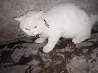 white color