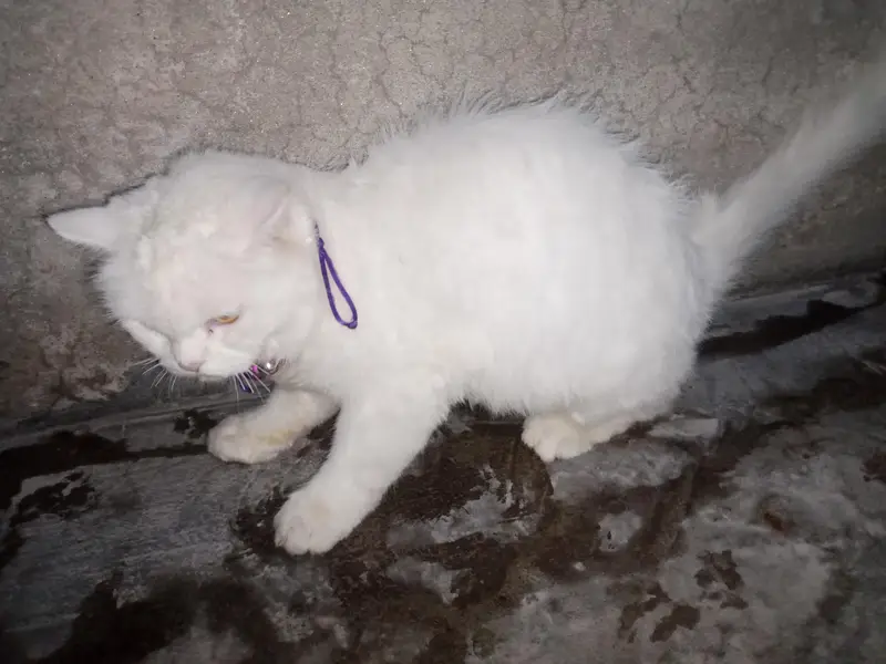 white color — photo 8