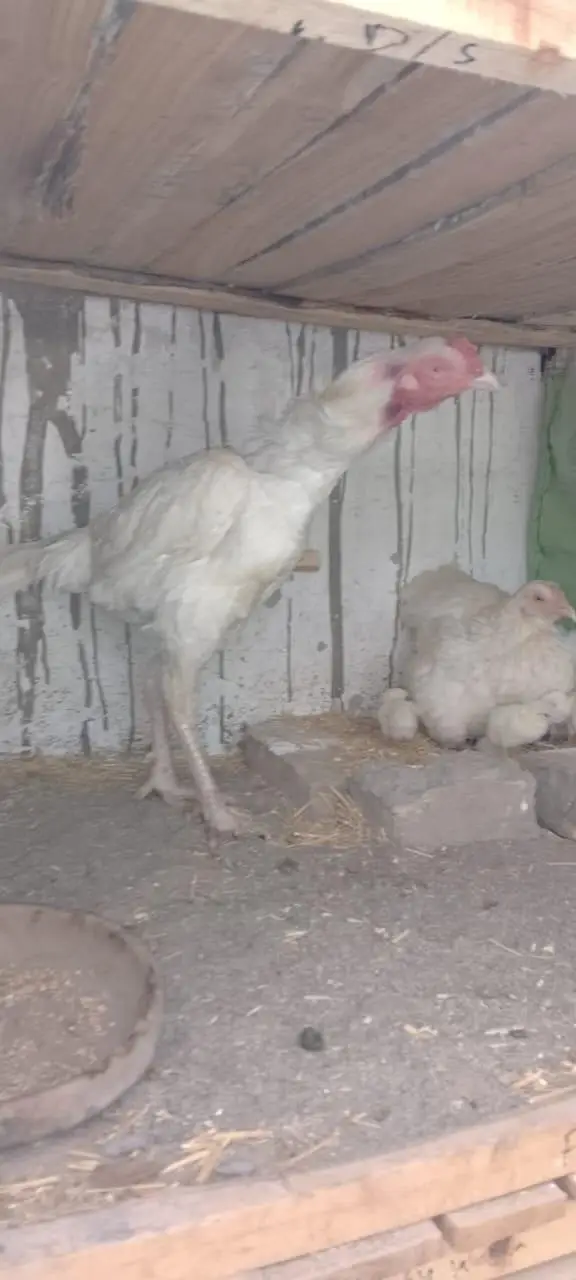 Heera And Mianwali chicks — photo 6
