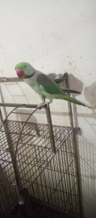 hand temp raw parrot