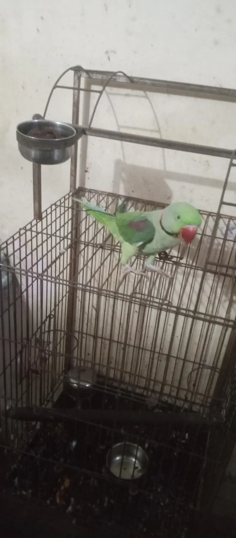 hand temp raw parrot — photo 2