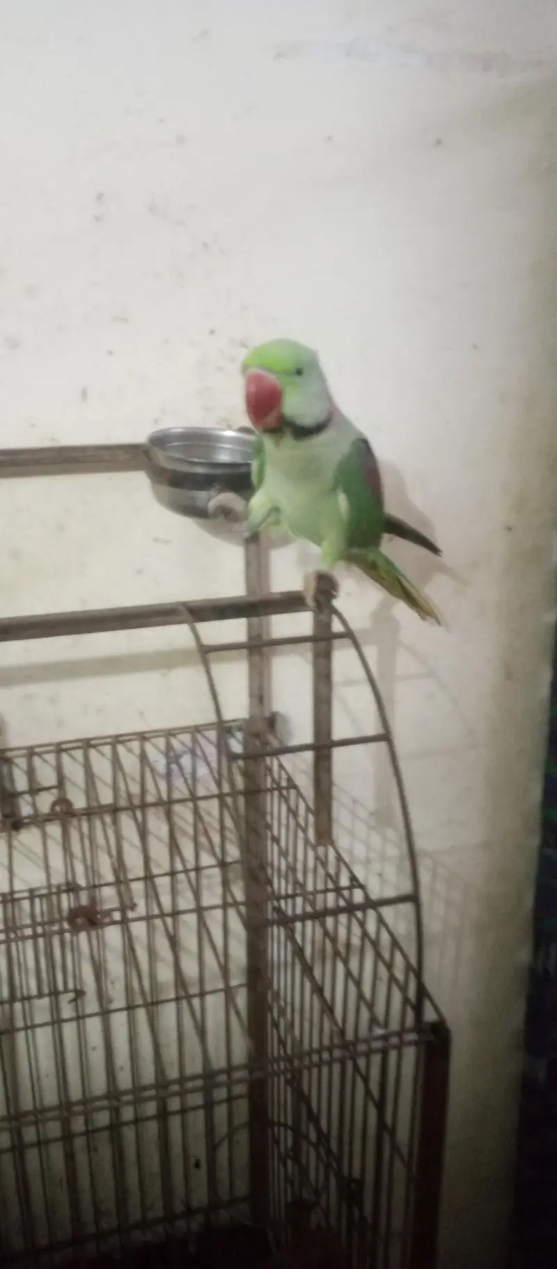 hand temp raw parrot — photo 3