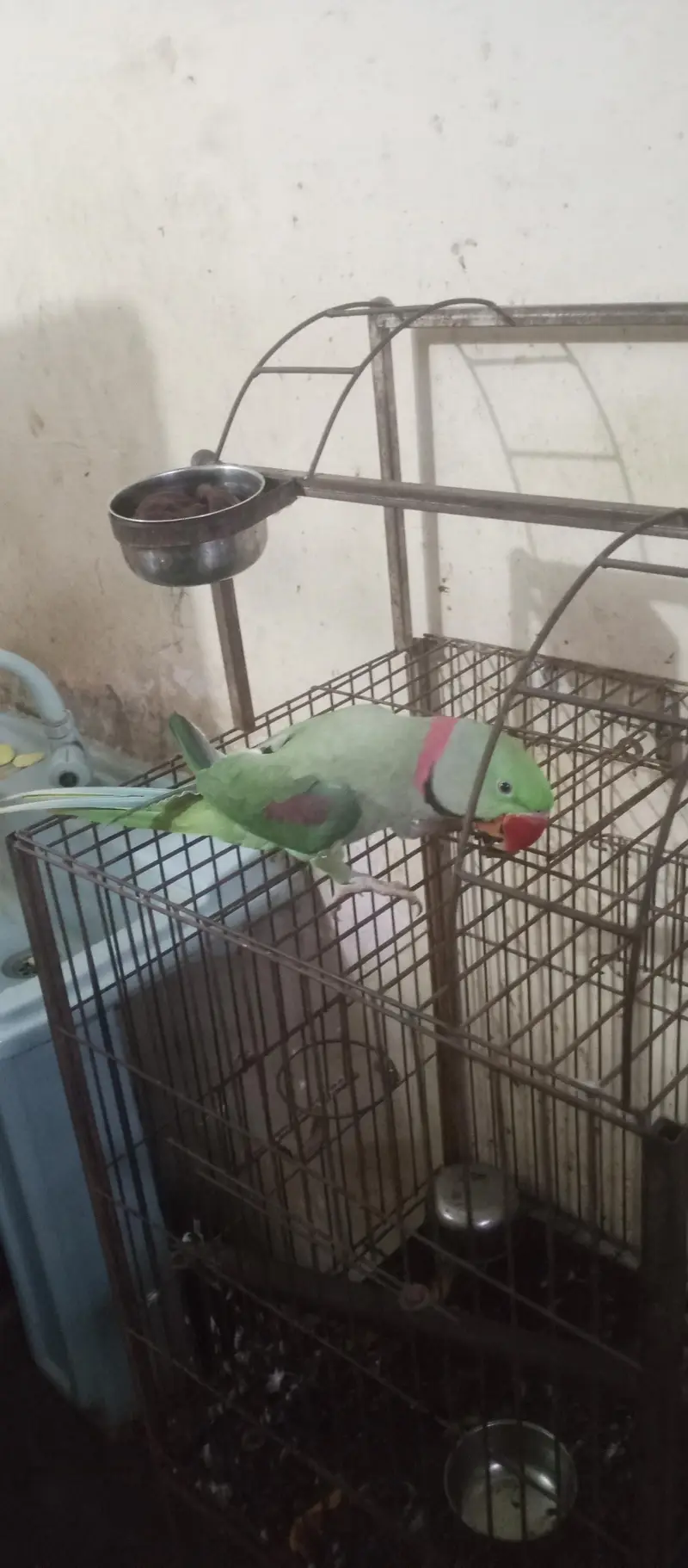 hand temp raw parrot — photo 4