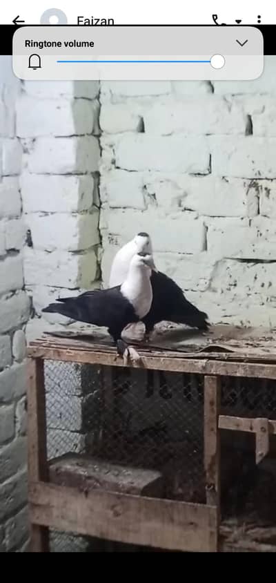 black Karbali breeder pair  petti  band h pamoz shapper female