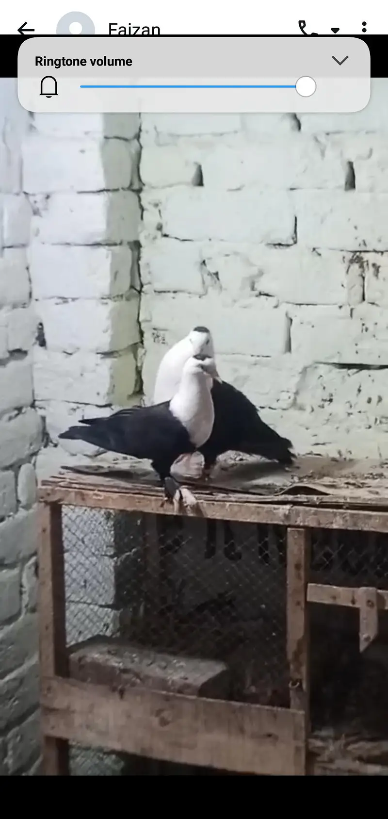 black Karbali breeder pair  petti  band h pamoz shapper female — photo 4