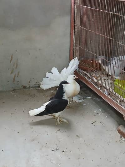 Black shirazi single chik 3417364953