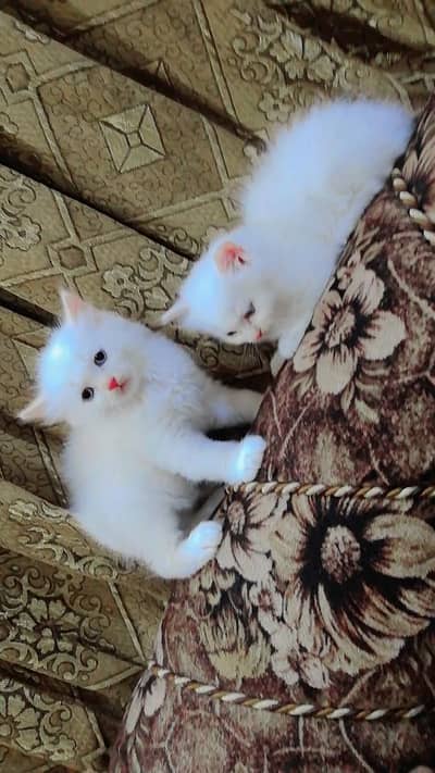 Persian cat white colour blue eyes what's app contact snd inbox. . . . .