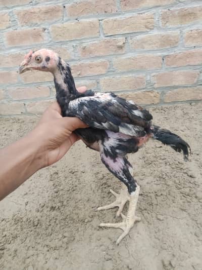 Aseel chuza for sale ,2 month age ,1500 price