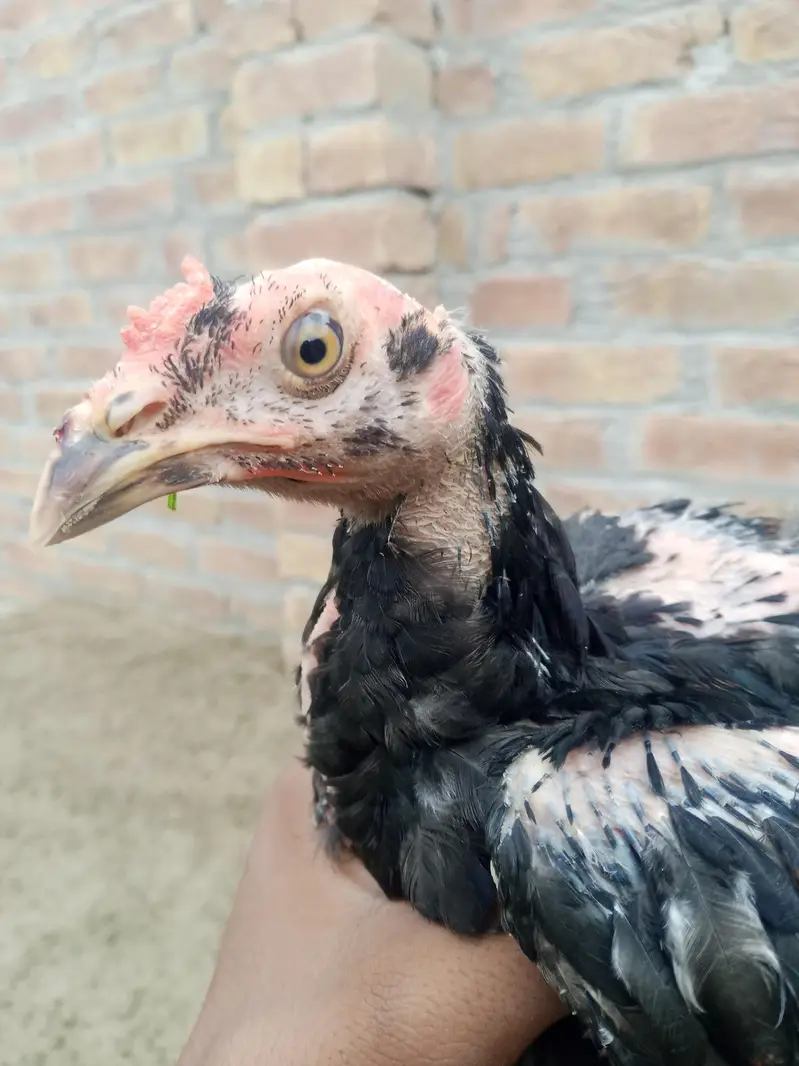 Aseel chuza for sale ,2 month age ,1500 price — photo 2