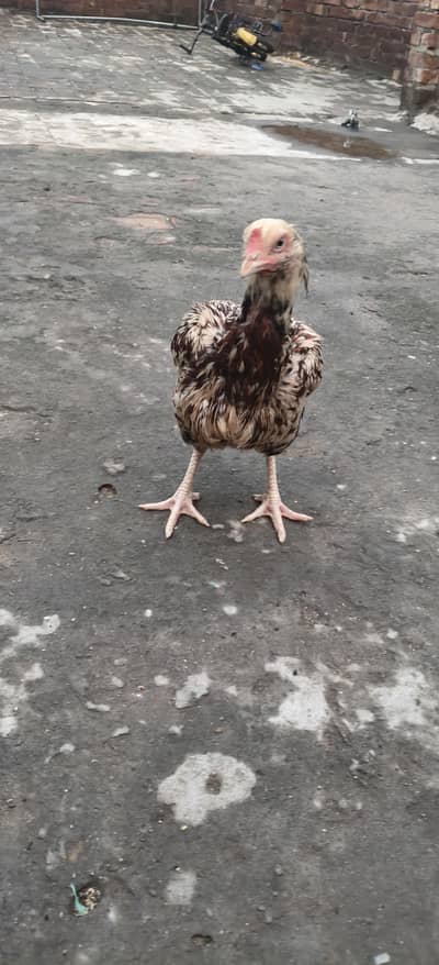 Aseel kurak Murgi
