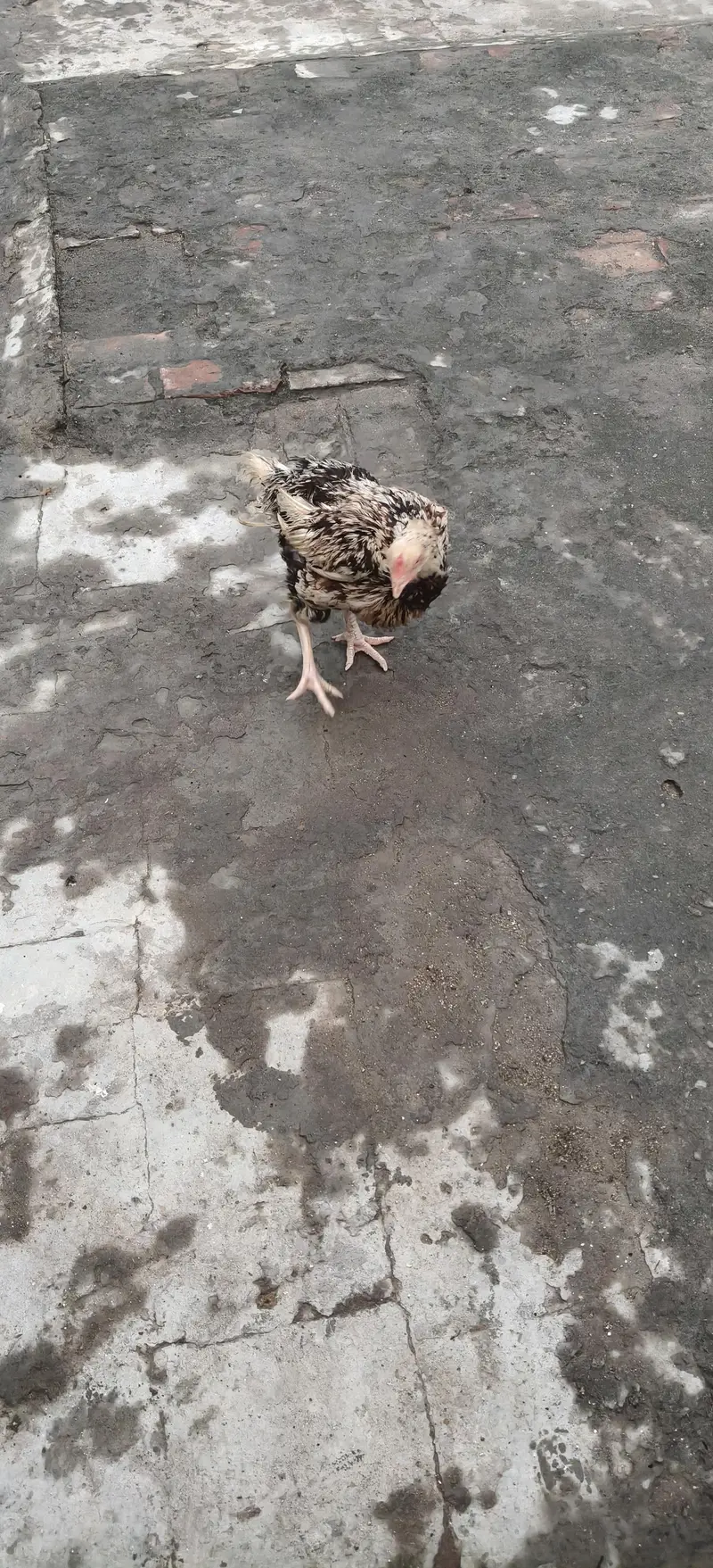 Aseel kurak Murgi — photo 2