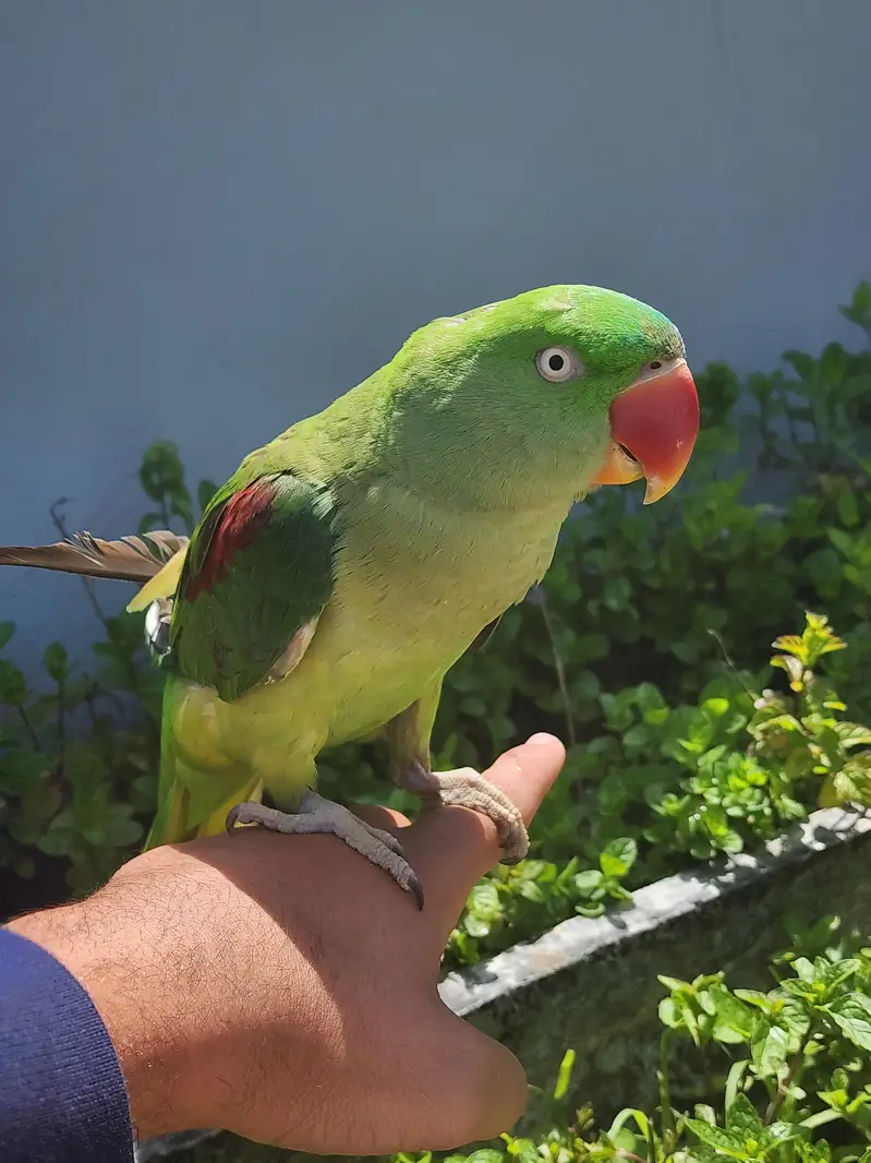 raw female urgent for sale — photo 4