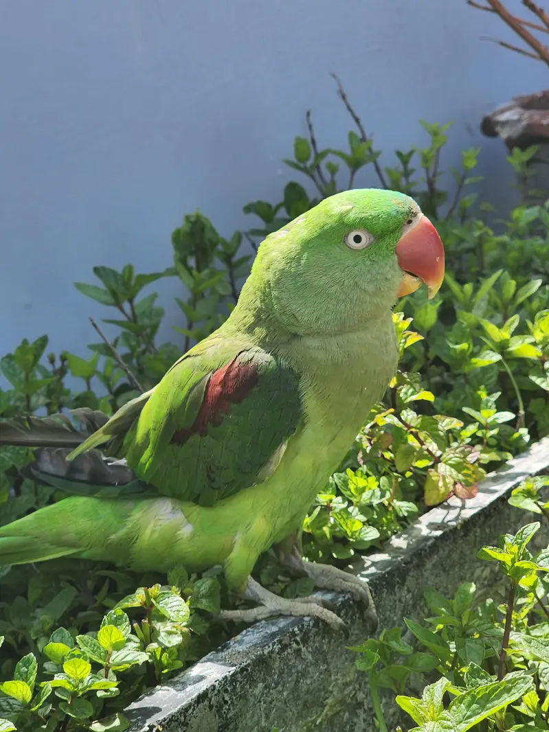 raw female urgent for sale — photo 7