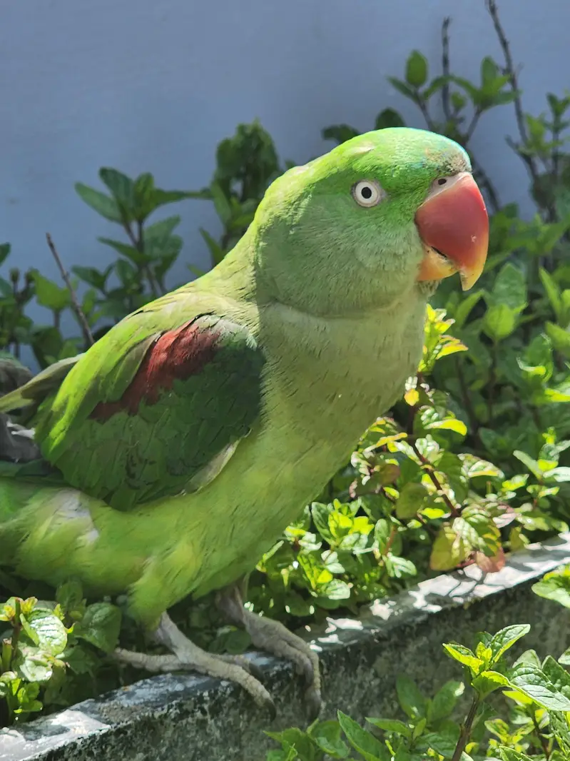raw female urgent for sale — photo 8