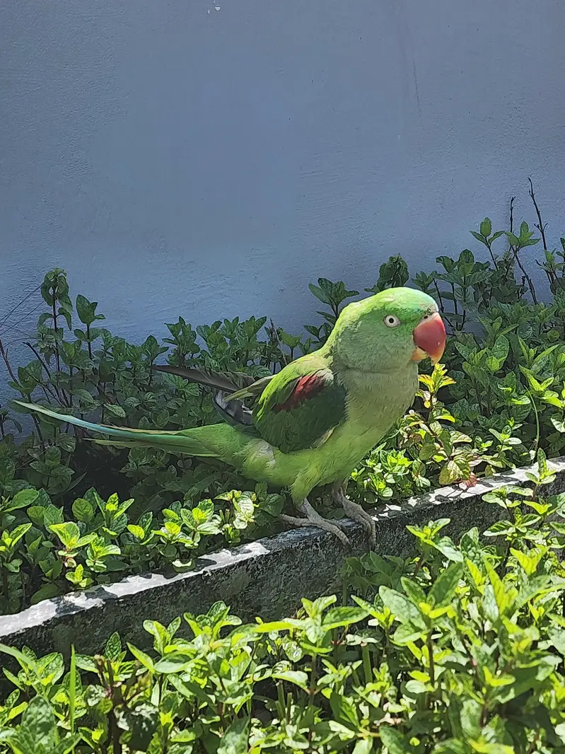 raw female urgent for sale — photo 9