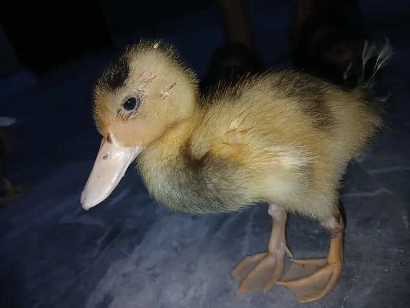 Duck Batakh Pair Available