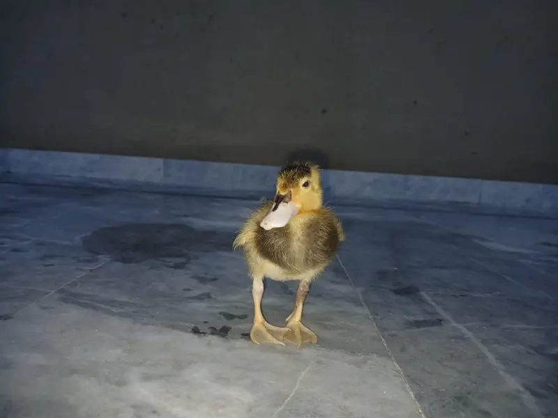 Duck Batakh Pair Available — photo 3