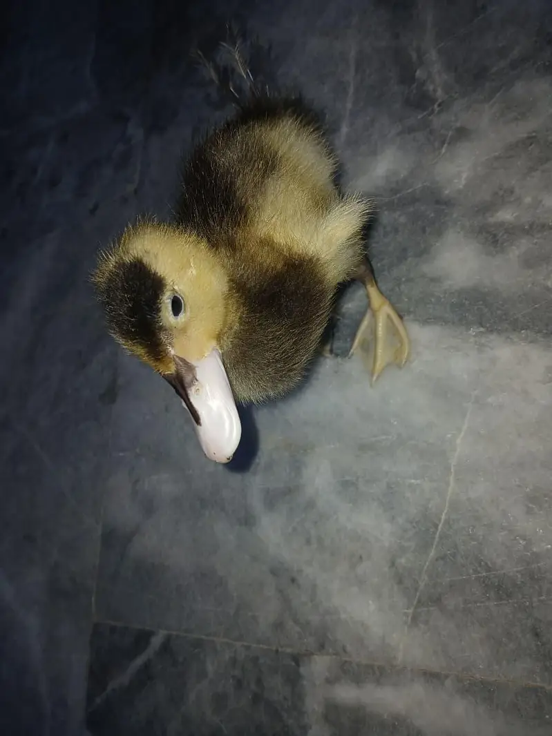 Duck Batakh Pair Available — photo 4