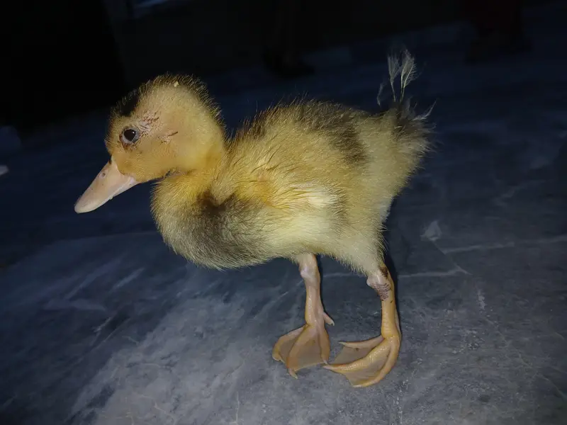 Duck Batakh Pair Available — photo 6