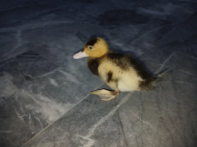 Duck Batakh Pair Available — photo 7