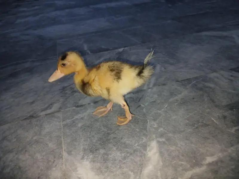 Duck Batakh Pair Available — photo 8