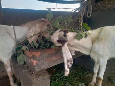 achi nasal ke betal rajnpur female