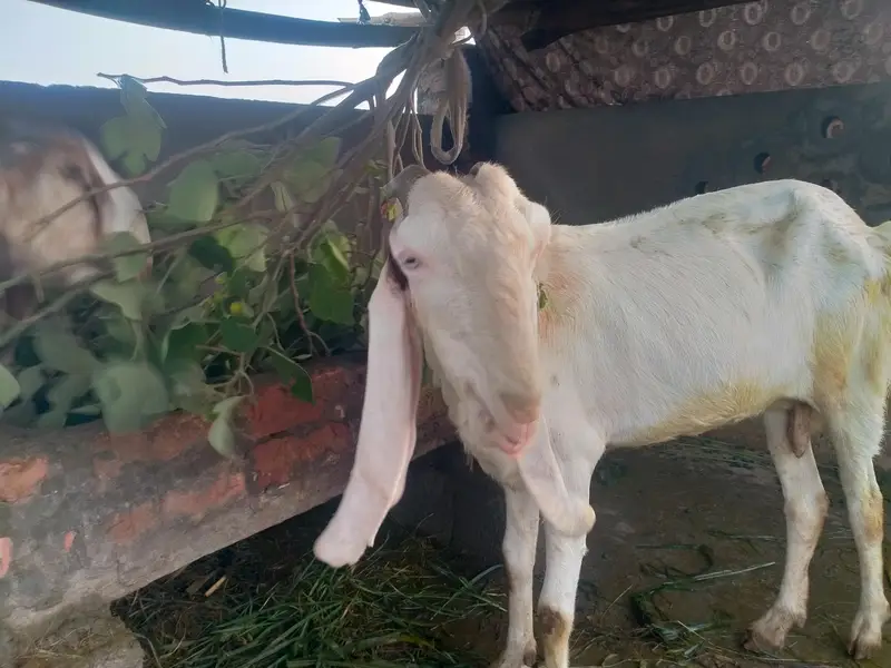 achi nasal ke betal rajnpur female — photo 2