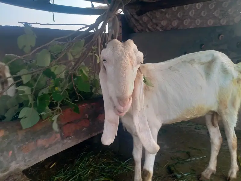 achi nasal ke betal rajnpur female — photo 3