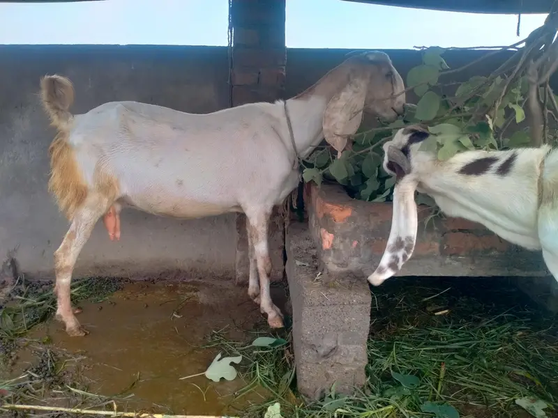 achi nasal ke betal rajnpur female — photo 4