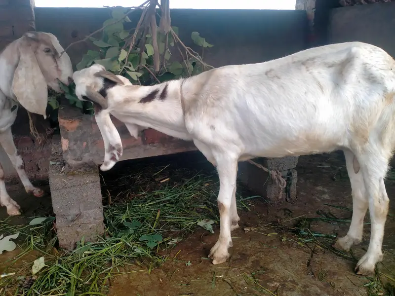 achi nasal ke betal rajnpur female — photo 6