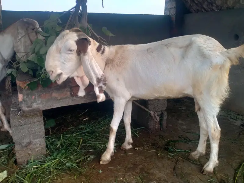 achi nasal ke betal rajnpur female — photo 7