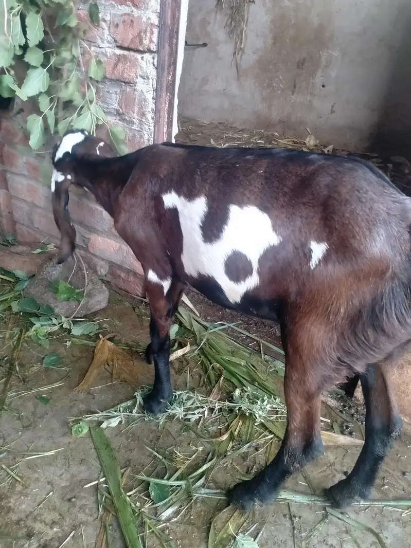 achi nasal ke betal rajnpur female — photo 8