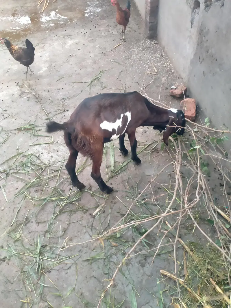 achi nasal ke betal rajnpur female — photo 9