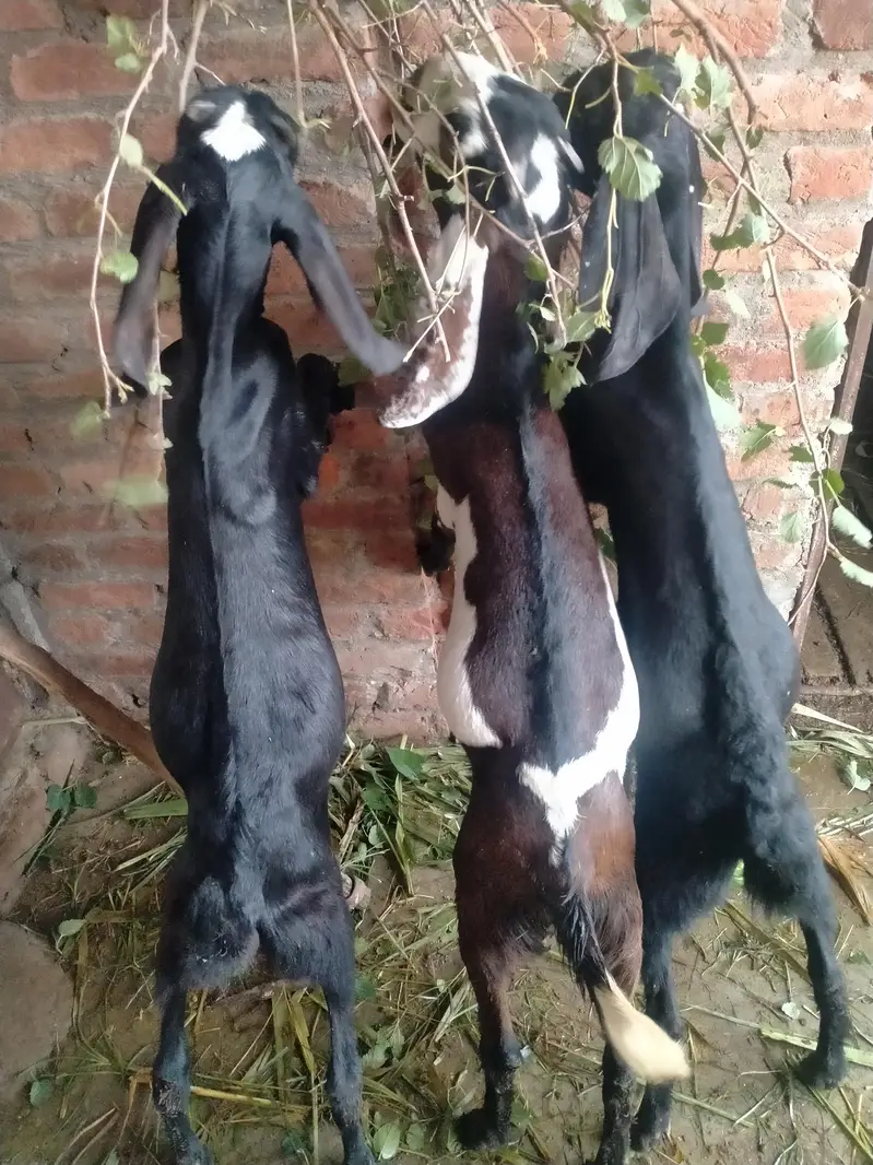 achi nasal ke betal rajnpur female — photo 10