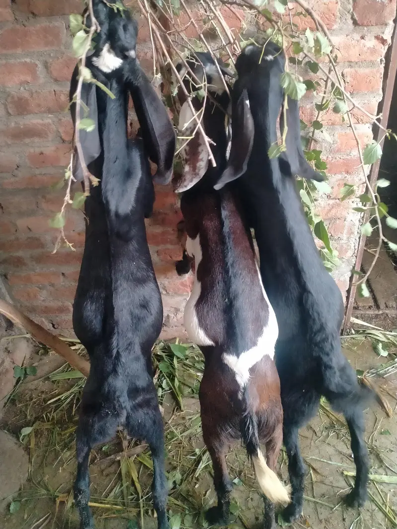 achi nasal ke betal rajnpur female — photo 11