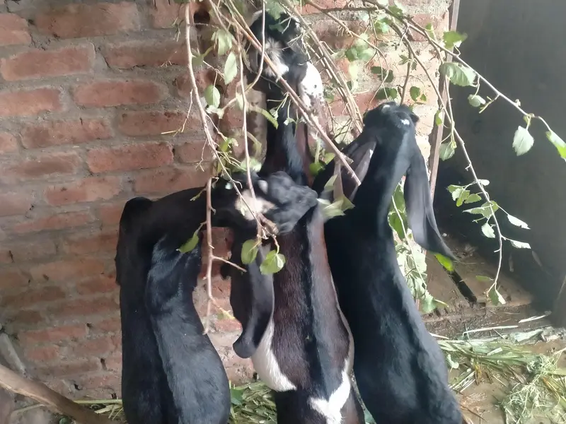 achi nasal ke betal rajnpur female — photo 12