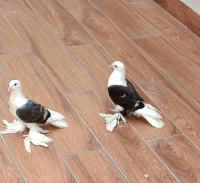 Swallow pigeons pair
