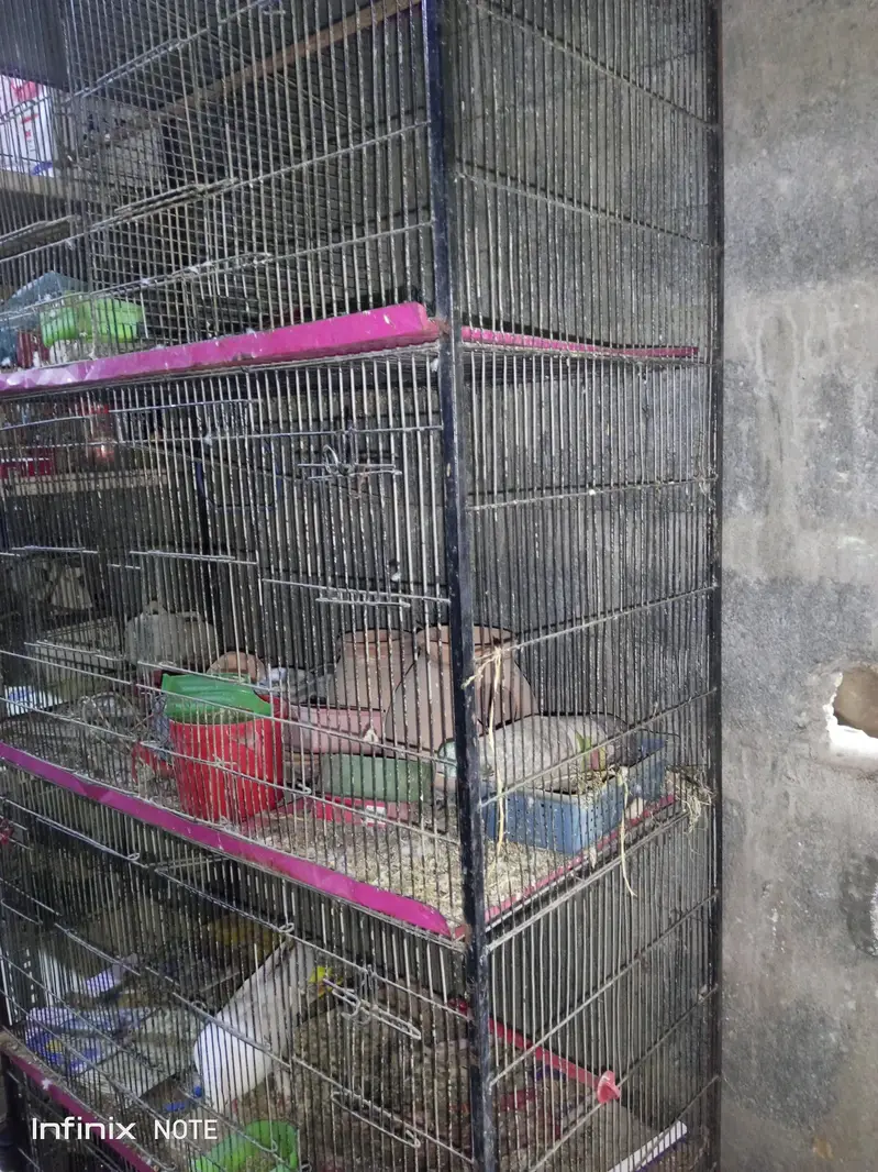 cages urgent sale — photo 4