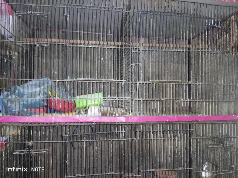 cages urgent sale — photo 5