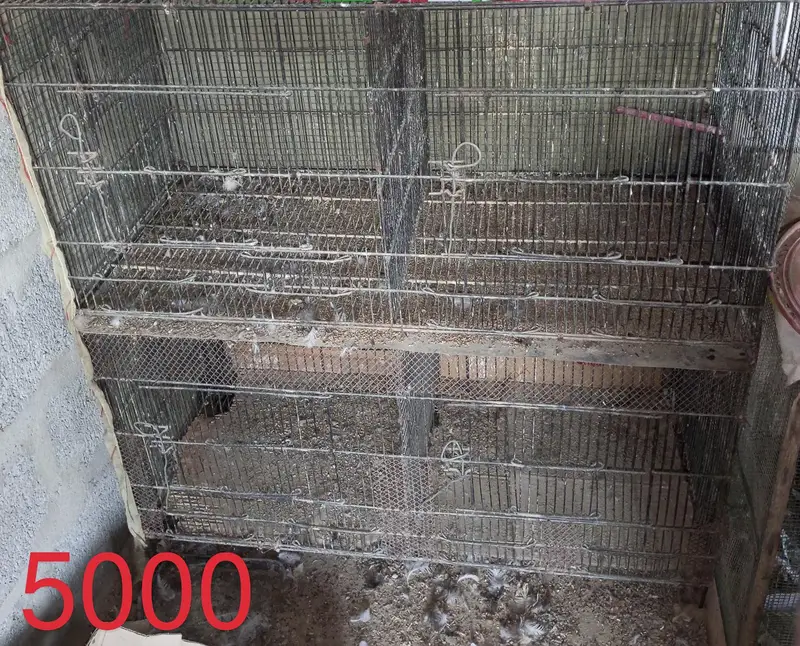 cages urgent sale — photo 6
