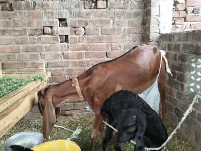 nagri bakri