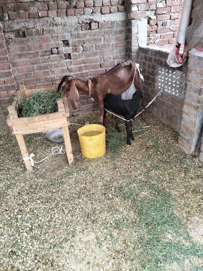 nagri bakri — photo 2