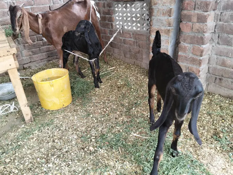 nagri bakri — photo 3