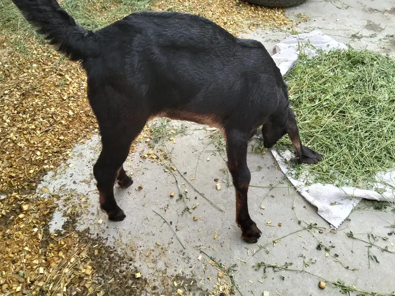nagri bakri — photo 4