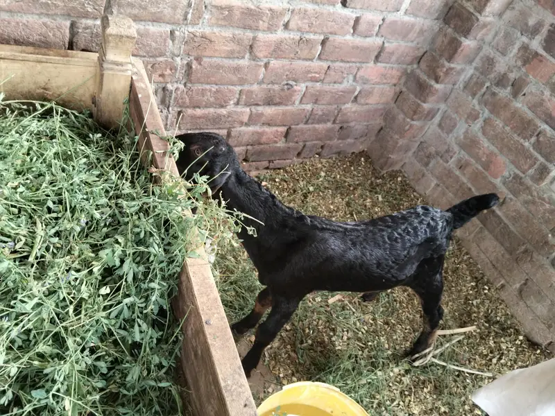nagri bakri — photo 5