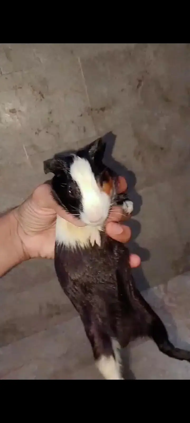 guinea pig