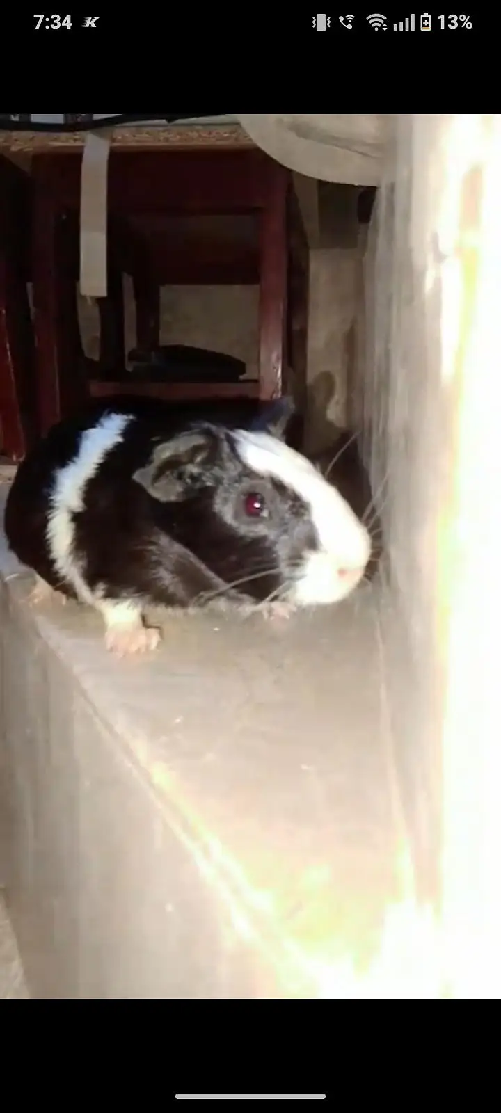 guinea pig — photo 2